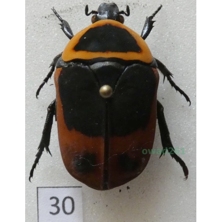 Pachnoda marginata peregrina Kolbe, 1906 ex. ovo Czad30